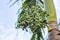 Close-up of green fruit of foxtail palm tree