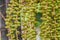 Close up green fruit of Lipstick palm (cyrtostachys renda),ornamental plants in garden