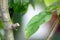 Close-up of green fruit tree leaves in summer