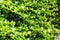 Close up green Fukien tea blurry background