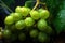 Close up of green grapes with rain drops and blurred background