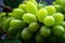 Close up of green grapes with rain drops and blurred background