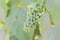 Close-up of green grapes ripening on grapevine in vineyard