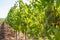 Close-up of green grapes on vines on the Moselle - Perfect for wine lovers and nature photography