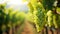 Close up of green grapes on vineyard branch with blurred lush vineyard landscape in the background
