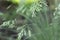 Close-up of green grass on a blurred background in the garden. creeping insect on a branch.