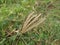 Close up of green grass of Chloris virgata plants in garden with blurred background.