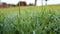 Close up of a green grass with dew drops on.