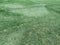 Close-up green grass in football fields