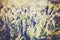 Close up of green grass with frost, winter background