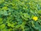 Close-up of green grass pinto peanut Arachis pintoi in the garden