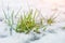 Close-up of green grass sprout through snow cover. Beginning of spring. End of Winter. Nature awakening concept