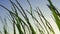 Close up green grass swaying wind. Abstract nature background