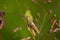 Close up of a green grasshopper clinging to a straw of grass