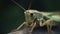 Close up green grasshopper on the wood. Generative AI