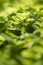 Close up of green greeping charlie Pilea nummulariifolia leaves for background.