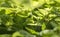 Close up of green greeping charlie Pilea nummulariifolia leaves for background.