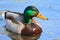 Close-up of green head drake mallard