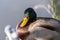 Close up of the green head of a male mallard duck