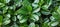 Close up green hedge wall texture with small leaves in garden eco evergreen background
