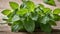 A close up of a green herb on a wooden table