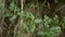 Close up of green holly leaves on a tree