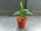 Close-up of green houseplant syngonium podophyllum in the pot