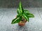 Close-up of green houseplant syngonium podophyllum in the pot