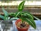 Close-up of green houseplant syngonium podophyllum in the pot