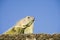 Close up of green Iguana