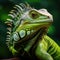 Close-up of a green iguana. Nature, wild world, animals