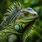 Close-up of a green iguana. Nature, wild world, animals