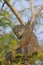 Close up of green iguana in a tree