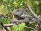Close up of green iguana on tree