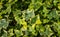 Close-up green ivy Hedera helix Goldchild carpet. Original texture of natural greenery. Background of elegant variegated leaves