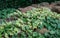 Close-up green ivy Hedera helix Goldchild carpet. Original texture of natural greenery. Background of elegant variegated leaves