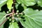 Close up of green ivy infructescence and ivy leaves 2