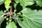 Close up of green ivy infructescence and ivy leaves