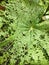 Close Up Green Jungle Leaf Eaten by Ants