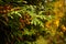 Close up green juniper branches. Junipers textured background