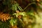 Close up green juniper branches. Junipers textured background