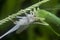 Close up with the green katydid changing skin.