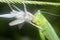 Close up with the green katydid changing skin.