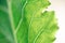 Close up of green kohlrabi leaf, macro detail