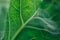 Close up of green kohlrabi leaf texture