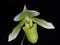 Close up green lady slipper orchid