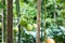 Close-up of green large tomatoes in a vegetable garden. Bio agriculture. Very tasteful tomatoes grown in the family garden,