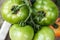 Close-up of green large tomatoes in a vegetable garden. Bio agriculture. Very tasteful tomatoes grown in the family garden,