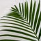 Close-up of green leaf of areca palm