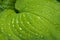 Close up on green leaf covered with water drops